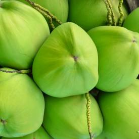 Coconut fragrance oil