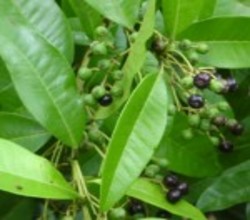 Allspice essential oil