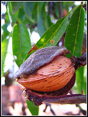 Almond fragrance oil