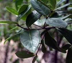 Amyris essential oil