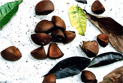 Andiroba oil