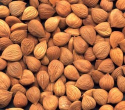 Apricot kernel oil