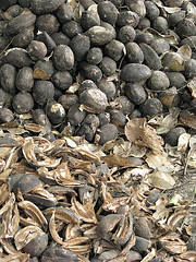 Babassu oil, wildcrafted