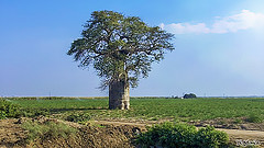 Baobab oil Wildcrafted