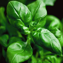 Basil (sweet) essential oil
