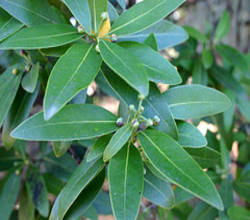 Bay laurel essential oil