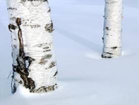 Birch (sweet) blended oil