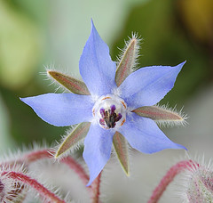 Borage oil, 18% GLA, Wild