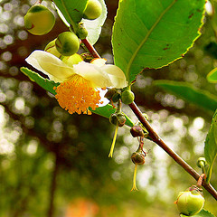 Camellia seed oil