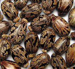 Castor oil, USP