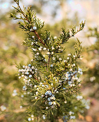 Cedarwood, Virginia, essential oil