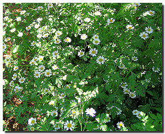 Chamomile Roman essential oil (USA)