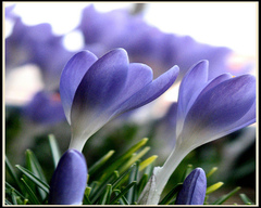 Christmas Crocus fragrance oil