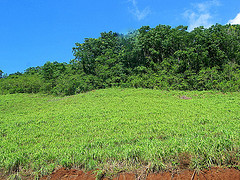 Citronella essential oil, wild