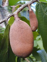 Cupuacu butter
