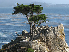 Cypress essential oil, Spain