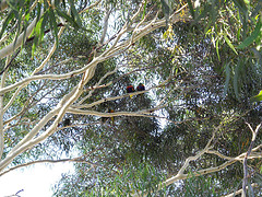 Eucalyptus citriodora essential oil