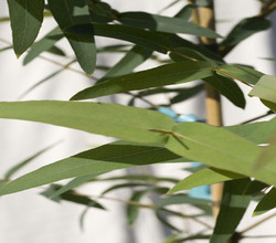 Eucalyptus radiata essential oil