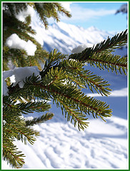 Frasier Fir "type" fragrance oil
