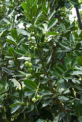 Foraha (tamanu),Wildcrafted