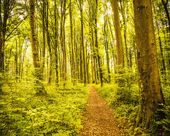 Forest Walk fragrance oil
