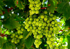 Grapeseed oil