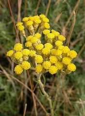 Helichrysum italicum essential oil