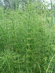 Horsetail Butter