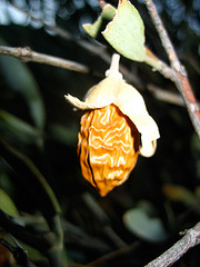 Jojoba oil (golden, natural)