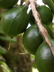 Kukui nut oil