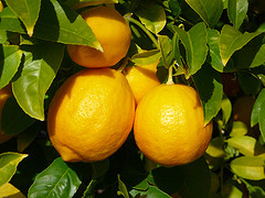 Lemon essential oil, wildcrafted