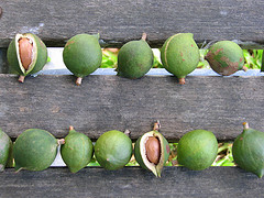 Macadamia oil