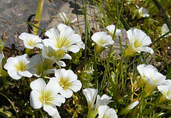 Meadowfoam seed oil