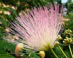 Mimosa absolute