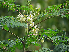 Moringa Oil