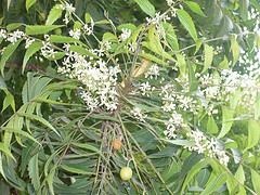 Neem seed oil, wild