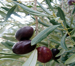 Olive oil, pomace