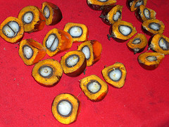 Palm kernel
