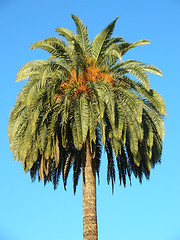 Palm butter, wildcrafted