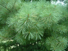 Pine needle essential oil