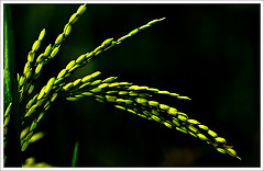 Rice bran oil