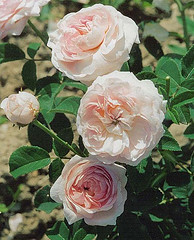 Rose absolute