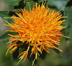 Safflower oil (high oleic)