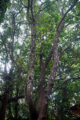 Sandalwood fragrance oil