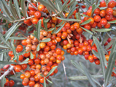 Seabuckthorn Fruit, Co2 Total Extract