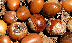 Shea butter, natural, unrefined