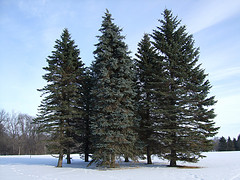 Spruce essential oil