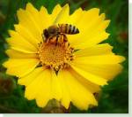 Sunflower oil, organic, high-oleic