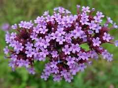 Verbena fragrance oil