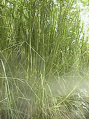 Vetiver essential oil (light)